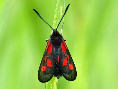 Zygaena (Agrumenia) viciae