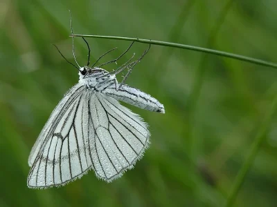 Siona lineata