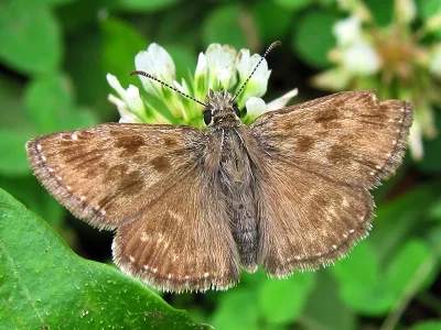 Erynnis tages