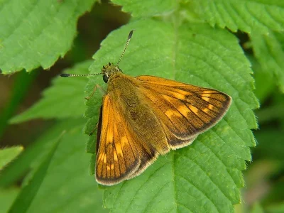 Ochlodes sylvanus
