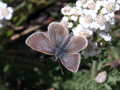 Aricia (Pseudoaricia) nicias