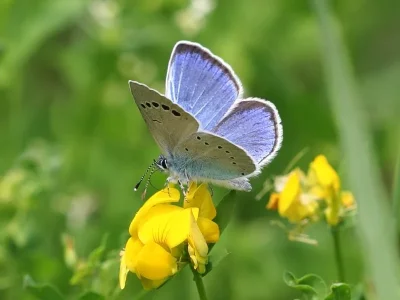 Glaucopsyche alexis