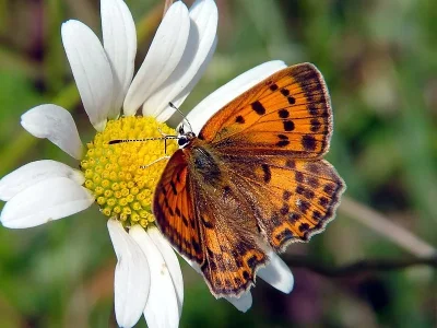 Lycaena (Heodes) virgaureae