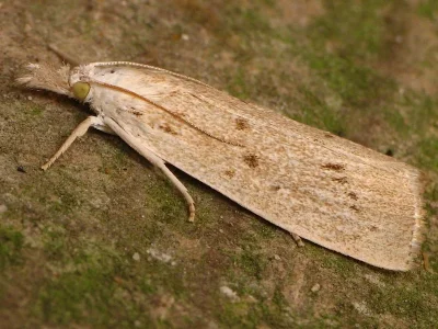 Calamotropha paludella