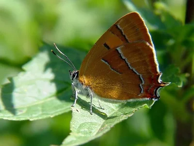 Thecla betulae