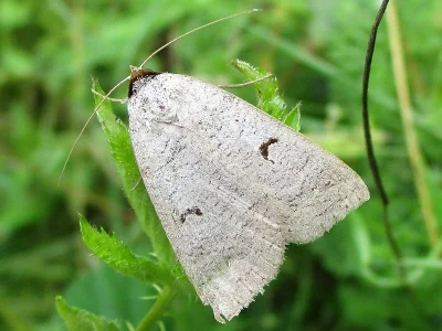 Lygephila (Lygephila) pastinum
