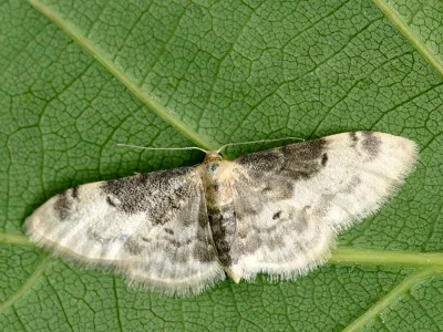Idaea filicata