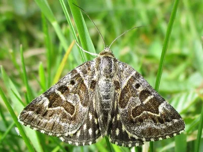 Euclidia (Callistege) mi
