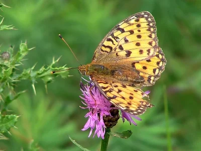 Argynnis (Speyeria) aglaja