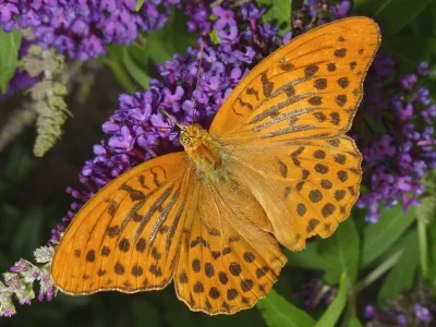 Argynnis (Argynnis) paphia