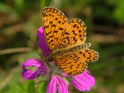 Boloria (Clossiana) selene