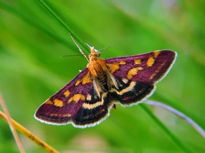 Pyrausta purpuralis