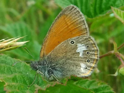 Coenonympha glycerion