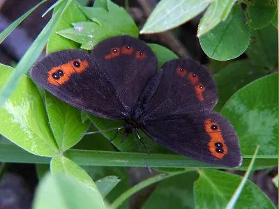 Erebia aethiops