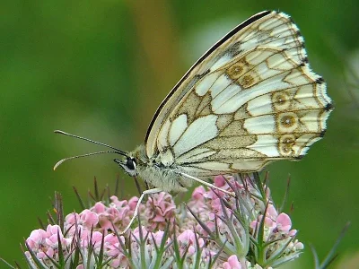Melanargia (Melanargia) galathea