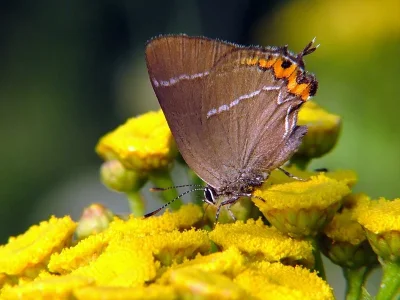 Satyrium (Strymonidia) w-album
