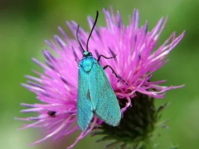 Adscita (Adscita) statices