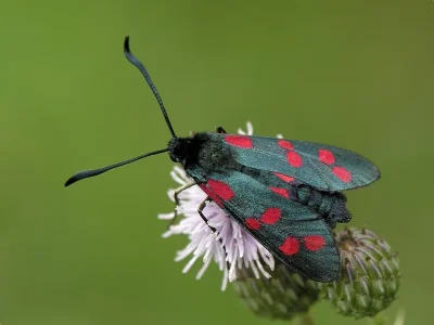 Zygaena (Zygaena) filipendulae