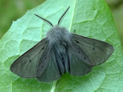 Diaphora mendica