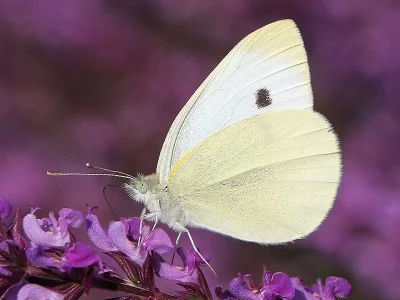 Pieris (Pieris) brassicae