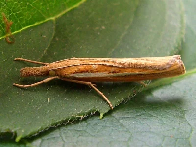 Agriphila tristella