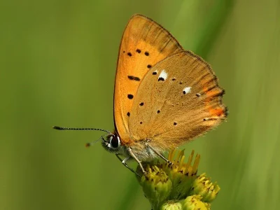 Lycaena (Heodes) virgaureae