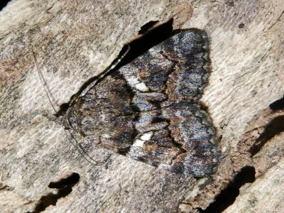 Catocala disjuncta