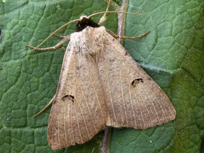 Lygephila (Lygephila) craccae