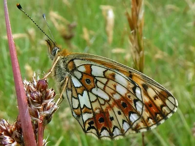 Boloria (Clossiana) selene