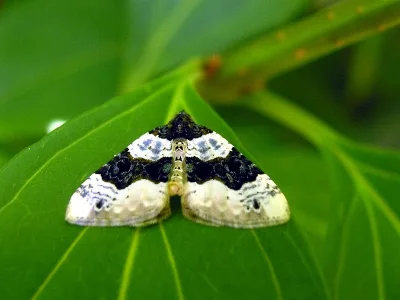 Cosmorhoe ocellata
