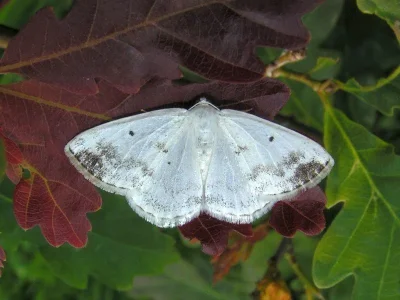 Lomographa temerata