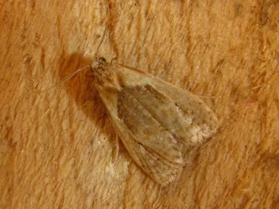 Phtheochroa inopiana