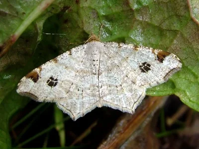 Macaria notata