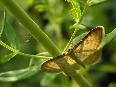 Idaea humiliata