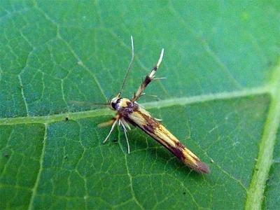 Stathmopoda pedella