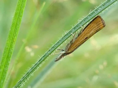 Agriphila inquinatella