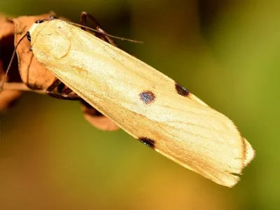 Lithosia quadra