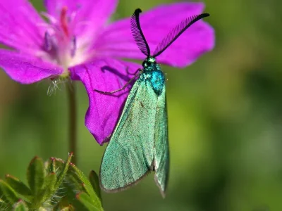 Adscita (Adscita) albanica