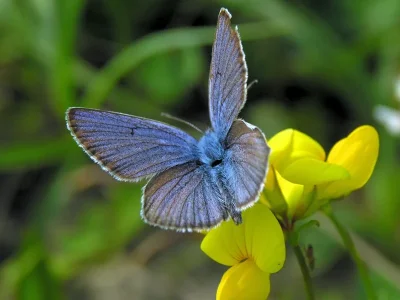 Cyaniris semiargus