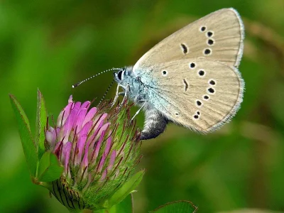 Cyaniris semiargus