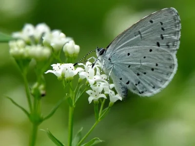 Celastrina (Celastrina) argiolus