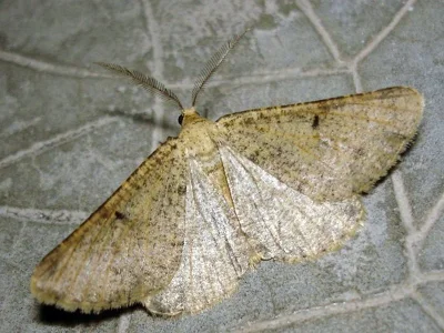Isturgia miniosaria