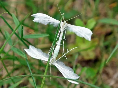 Pterophorus pentadactyla