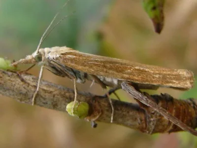 Pediasia contaminella