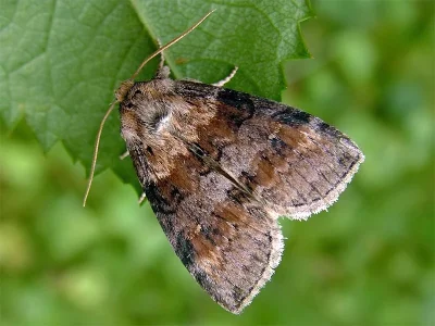 Cymatophorina diluta