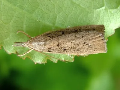Calamotropha paludella