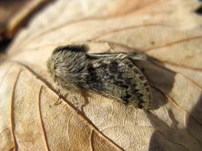 Apocheima hispidaria