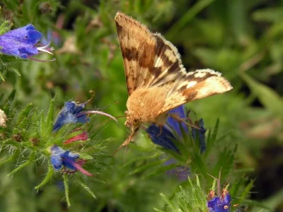 Heliothis (Heliothis) viriplaca