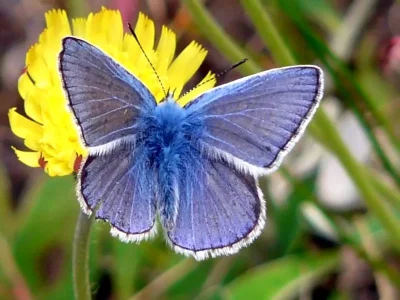 Polyommatus (Polyommatus) icarus