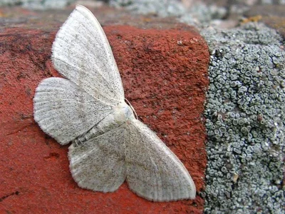 Scopula (Scopula) nigropunctata
